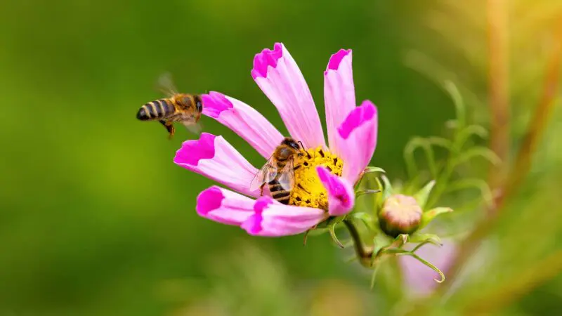 bees flying toward a flower to pollinate it