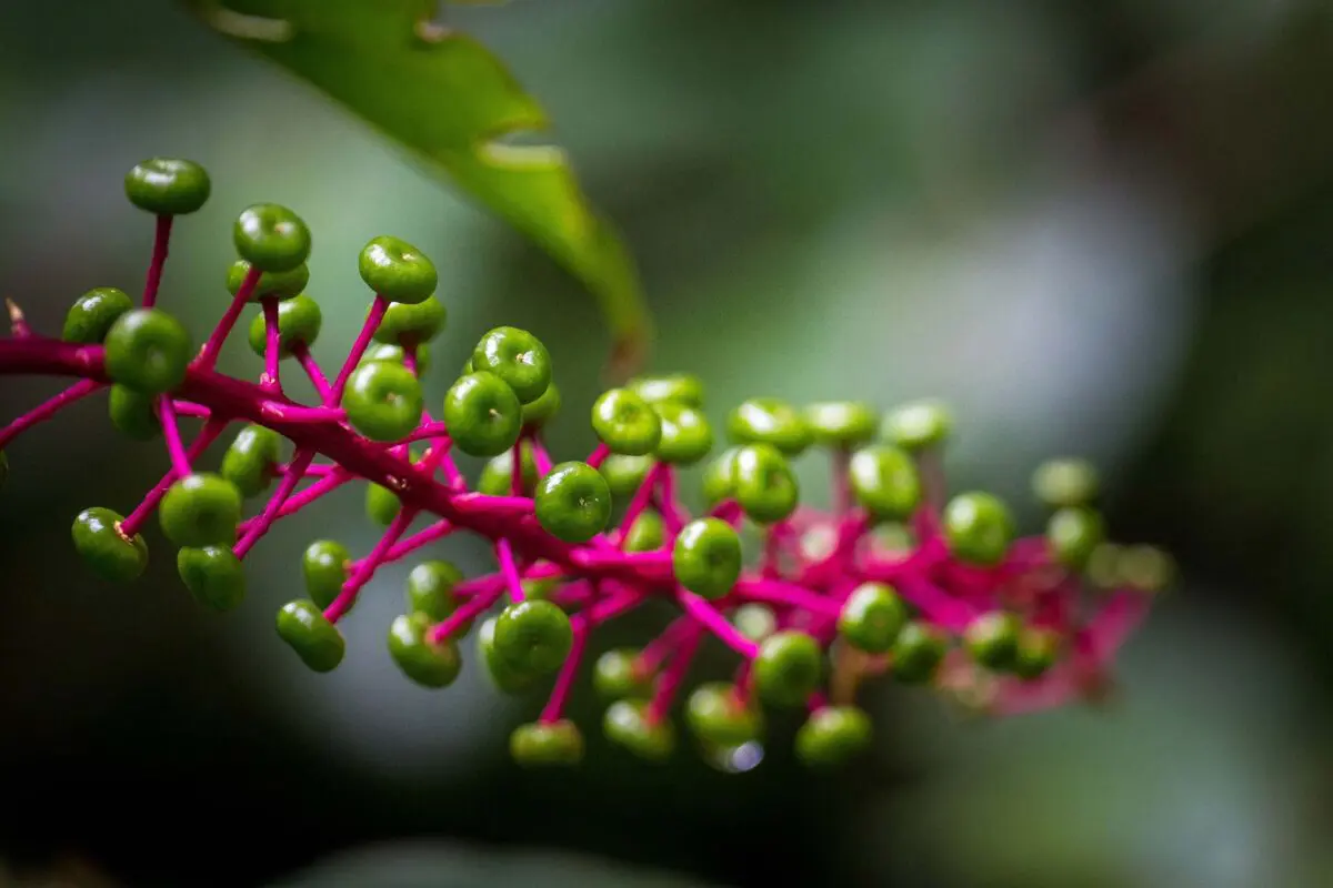 close up of plant buds representing client connections